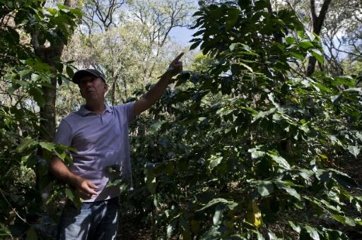 brazilian-farmer-hopes-sweeter-coffee